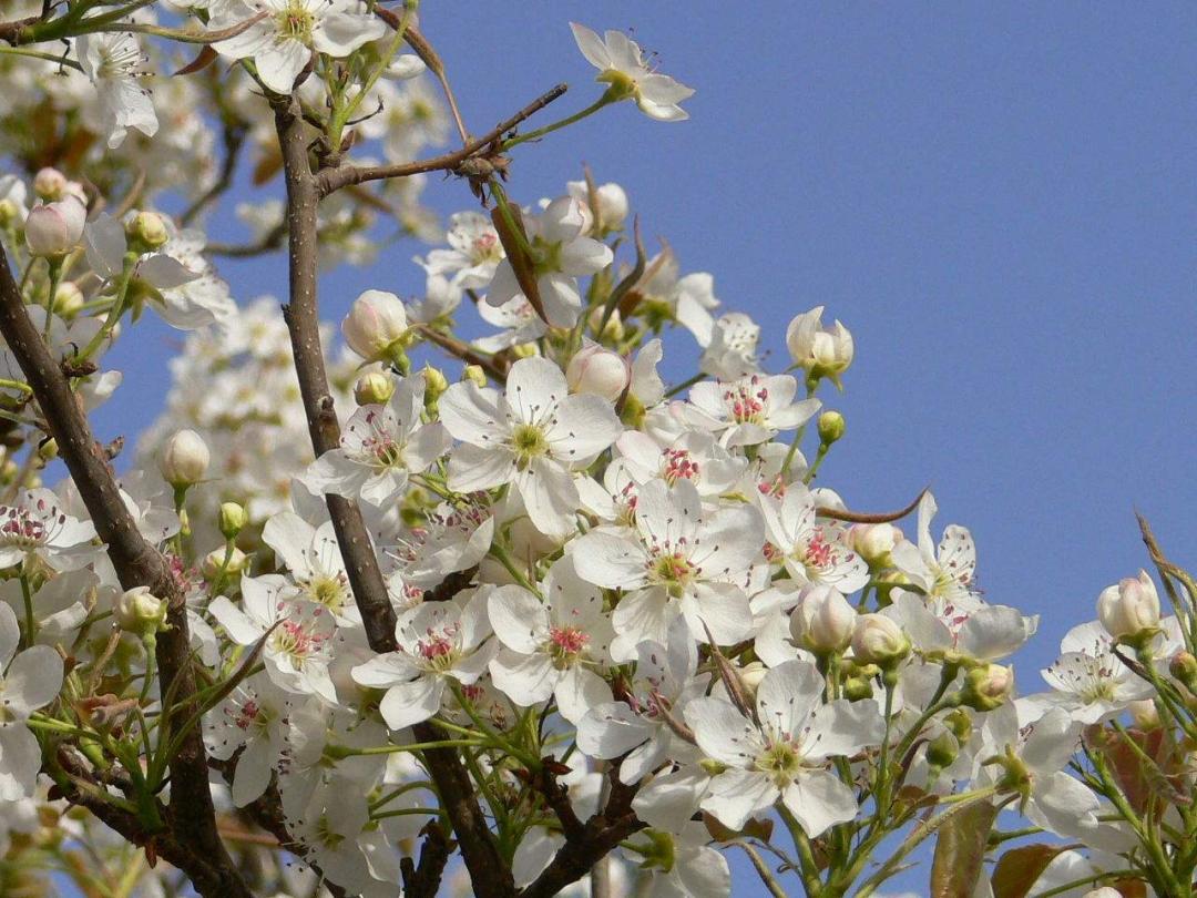 红叶桃和碧桃的区别_桃花杏花樱花梅花梨花李花海棠识别方法_分辨桃花杏花樱花梅花梨花李花海棠