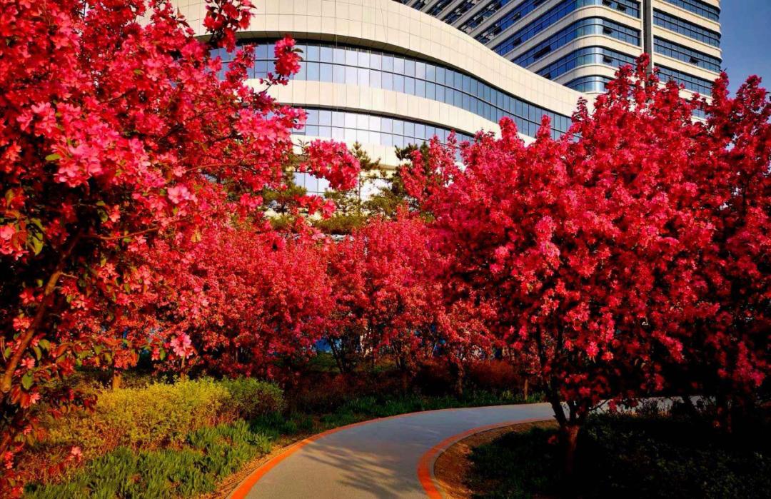 桃花杏花樱花梅花梨花李花海棠识别方法_分辨桃花杏花樱花梅花梨花李花海棠_红叶桃和碧桃的区别