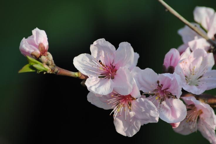 红叶桃和碧桃的区别_分辨桃花杏花樱花梅花梨花李花海棠_桃花杏花樱花梅花梨花李花海棠识别方法