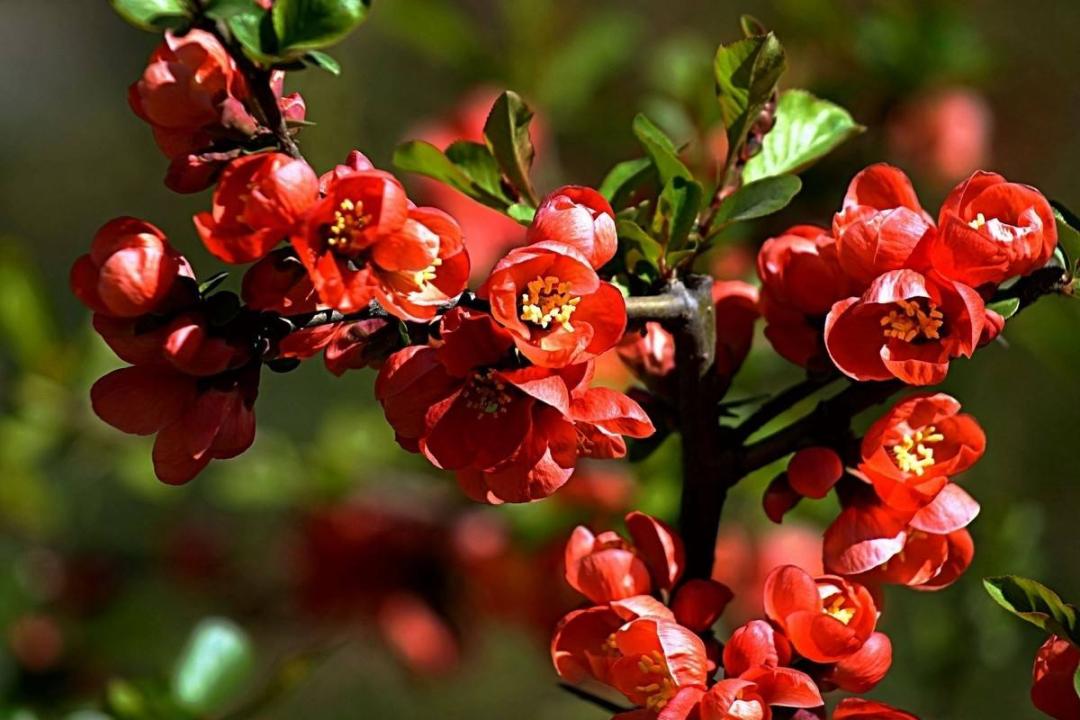 桃花杏花樱花梅花梨花李花海棠识别方法_分辨桃花杏花樱花梅花梨花李花海棠_红叶桃和碧桃的区别