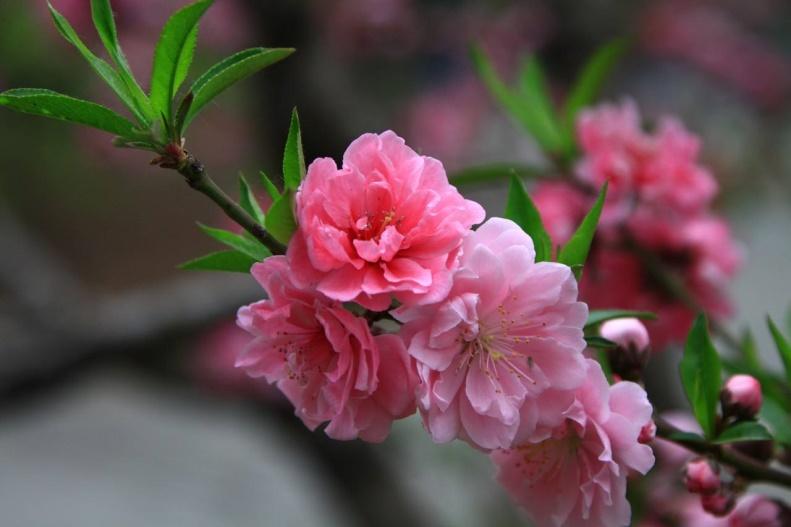 分辨桃花杏花樱花梅花梨花李花海棠_红叶桃和碧桃的区别_桃花杏花樱花梅花梨花李花海棠识别方法