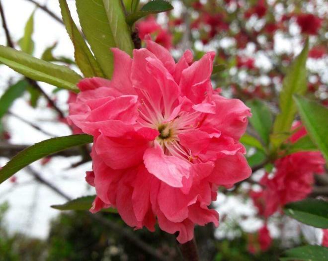 分辨桃花杏花樱花梅花梨花李花海棠_红叶桃和碧桃的区别_桃花杏花樱花梅花梨花李花海棠识别方法