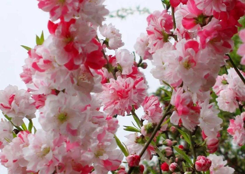 红叶桃和碧桃的区别_桃花杏花樱花梅花梨花李花海棠识别方法_分辨桃花杏花樱花梅花梨花李花海棠