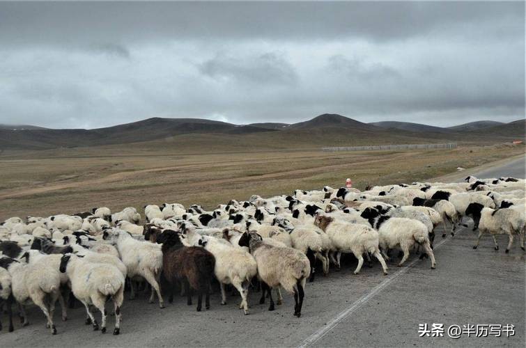 外蒙古草原沙化问题_内蒙古生态恶化_北方治沙成果难守住