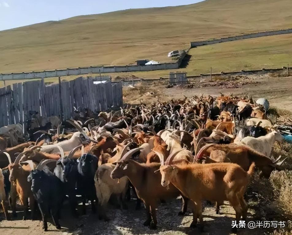 北方治沙成果难守住_外蒙古草原沙化问题_内蒙古生态恶化