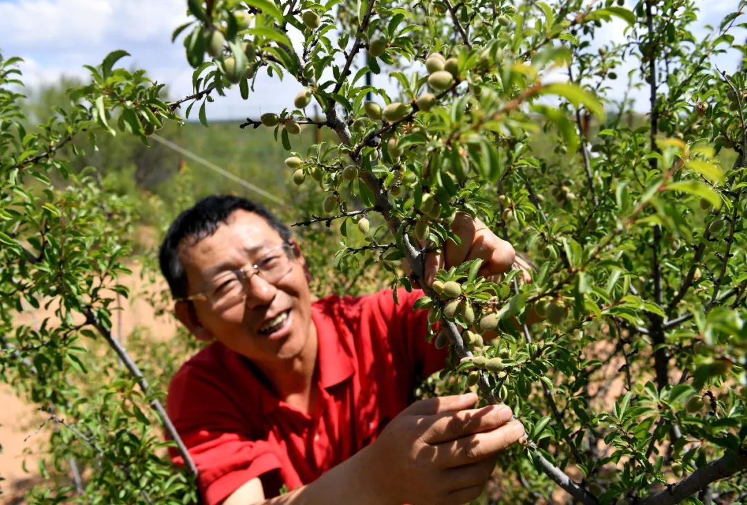 毛乌素沙地治理_内蒙古生态恶化_石峁遗址历史变迁