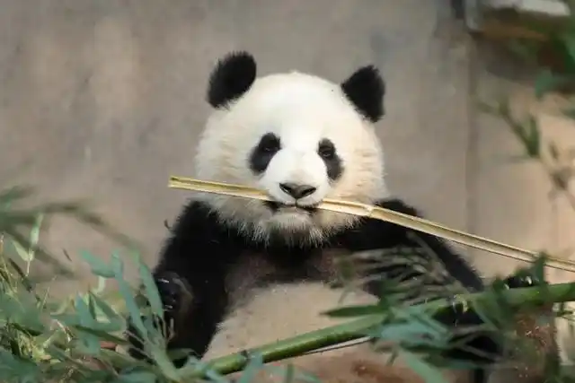 长沙生态动物园团购_长沙大熊猫基地大美青青_长沙生态动物园大熊猫门票价格
