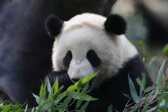 长沙生态动物园大熊猫门票价格_长沙大熊猫基地大美青青_长沙生态动物园团购
