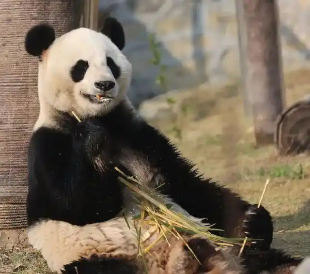 长沙生态动物园团购_长沙生态动物园大熊猫门票价格_长沙大熊猫基地大美青青