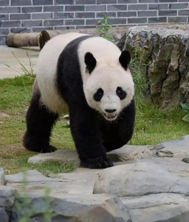 长沙生态动物园大熊猫门票价格_长沙生态动物园团购_长沙大熊猫基地大美青青