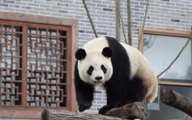 长沙生态动物园大熊猫门票价格_长沙大熊猫基地大美青青_长沙生态动物园团购