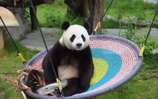 长沙生态动物园大熊猫门票价格_长沙大熊猫基地大美青青_长沙生态动物园团购