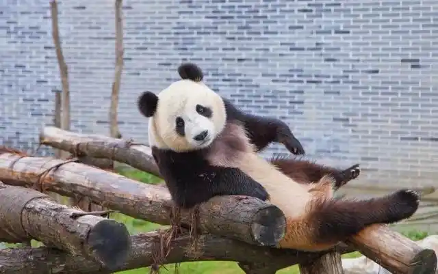 长沙生态动物园大熊猫门票价格_长沙大熊猫基地大美青青_长沙生态动物园团购