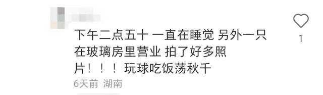 长沙生态动物园团购_长沙大熊猫基地大美青青_长沙生态动物园大熊猫门票价格