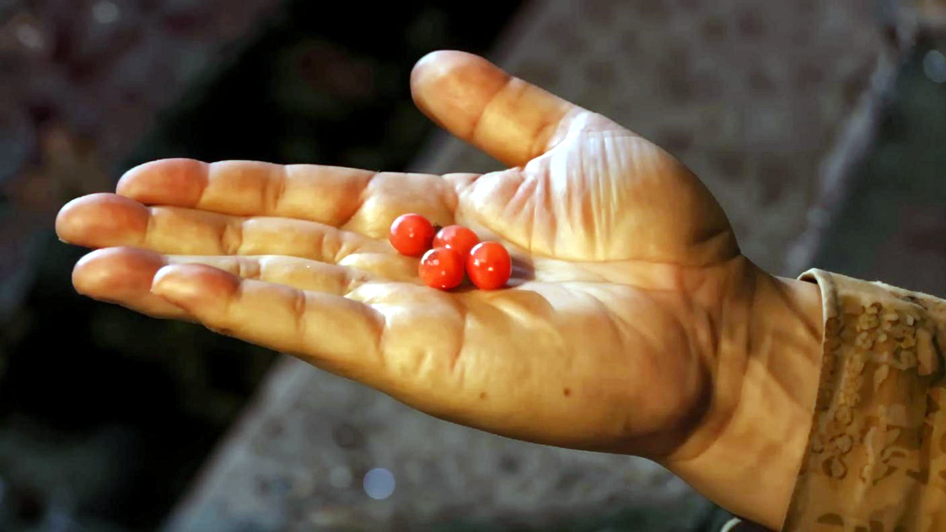 东方不败和杨莲亭_黑木崖之战东方不败绣花针战力_东方不败杨莲亭权力斗争日月神教