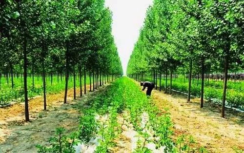 生态农业 ppt素材_生态农业特点优势_生态农业概念定义