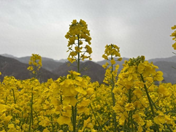 清明上河图 张择端 北宋盛世社会警示录_中国邮政清明上河图