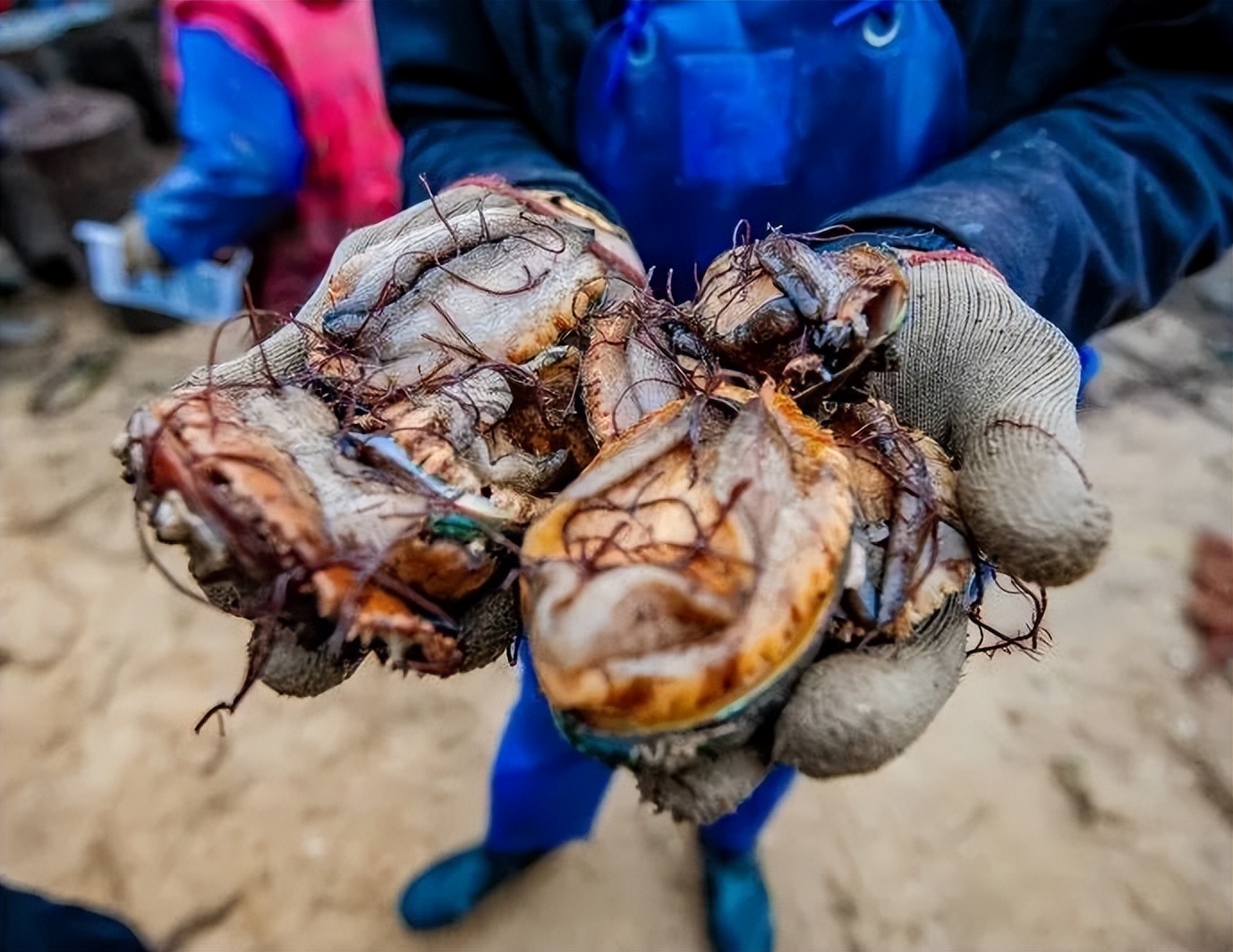 平潭岛赶海点_福建赶海攻略_福州连江赶海一号