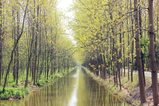 滨湖湿地森林公园 秋季郊游攻略 合肥国家森林公园_合肥滨湖生态湿地公园怎么去