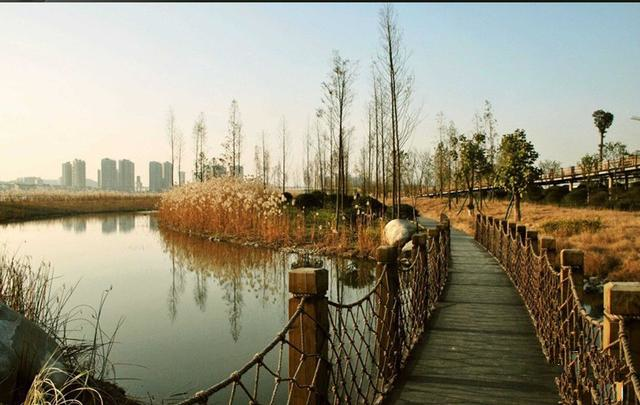 滨湖湿地森林公园 秋季郊游攻略 合肥国家森林公园_合肥滨湖生态湿地公园怎么去