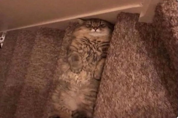 躲猫猫图片_找藏起来猫咪_猫咪保护色游戏