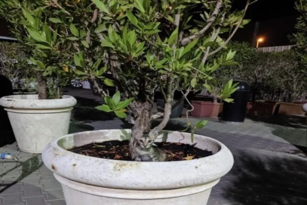 躲猫猫图片_猫咪保护色游戏_找藏起来猫咪