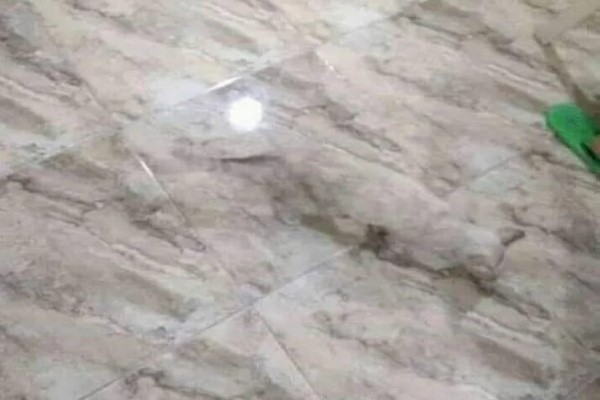 躲猫猫图片_猫咪保护色游戏_找藏起来猫咪