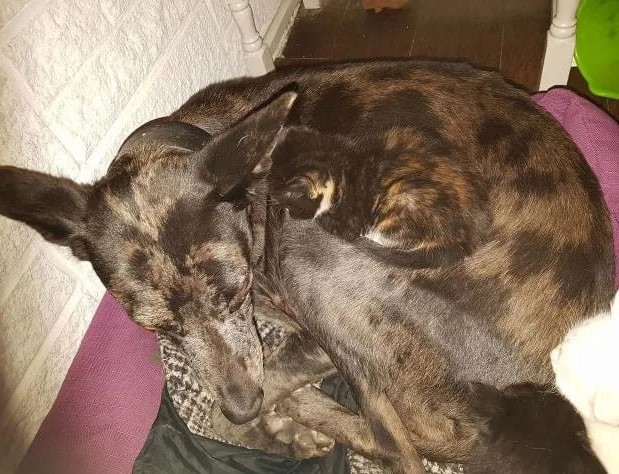 躲猫猫图片_找藏起来猫咪_猫咪保护色游戏