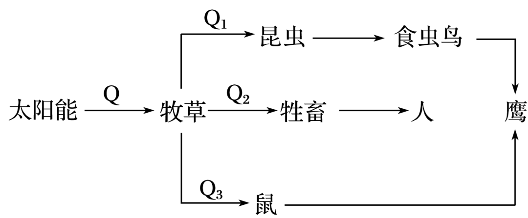生态系统营养结构分析_生态系统组成成分判断_生态系统结构图