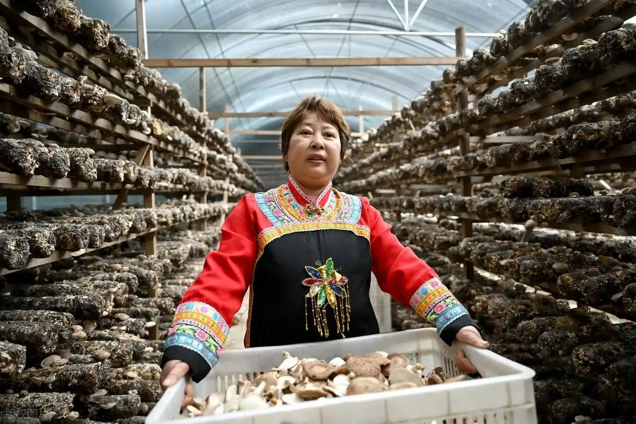 畲族起源之谜_畲族凤凰装文化_畲族的文化