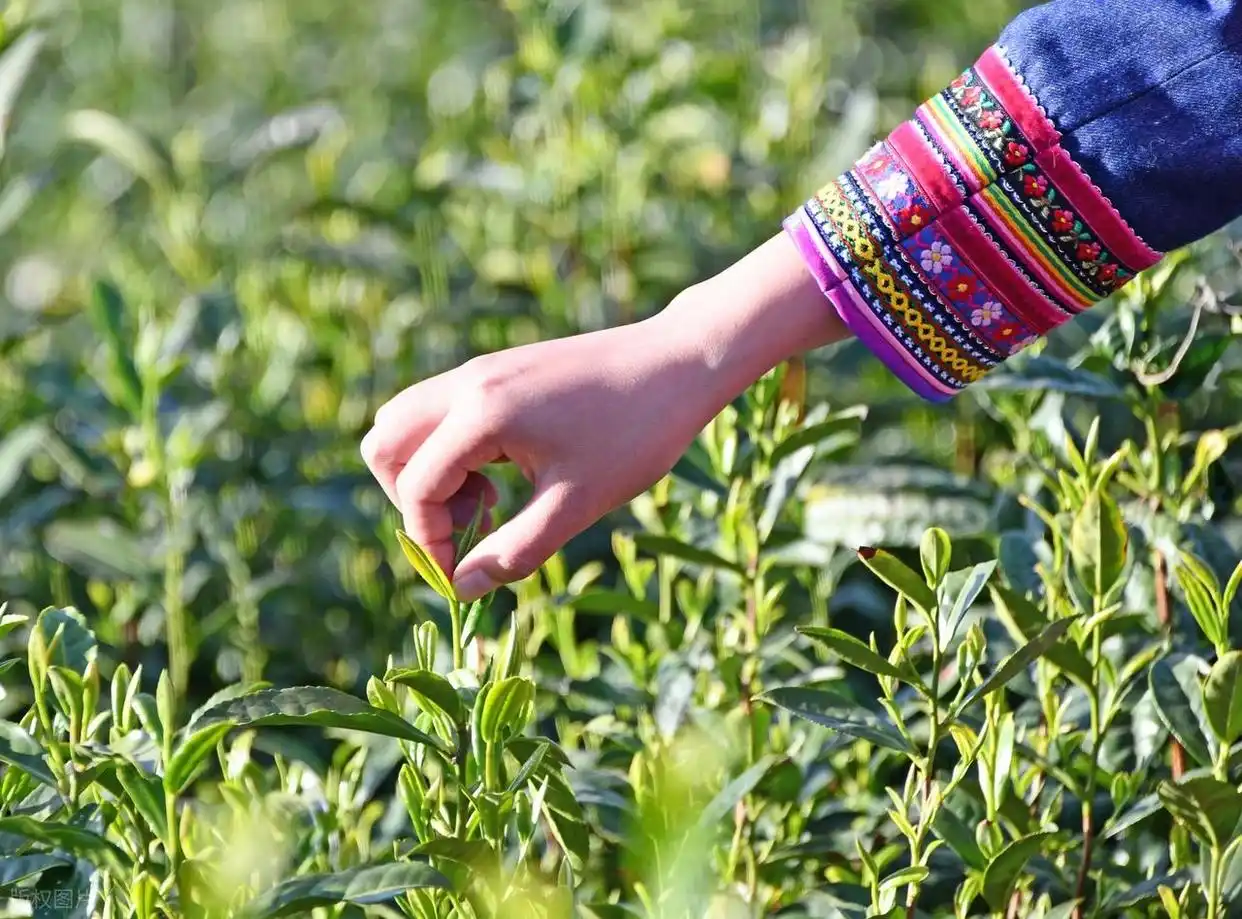 畲族起源之谜_畲族凤凰装文化_畲族的文化