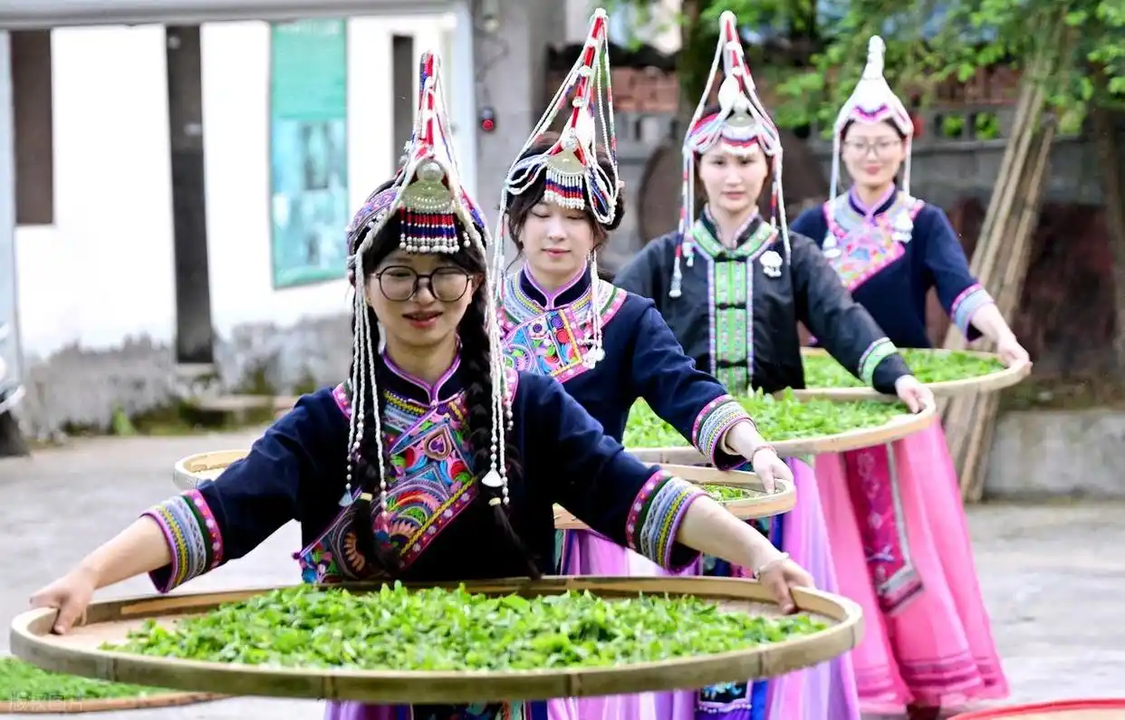 畲族凤凰装文化_畲族起源之谜_畲族的文化