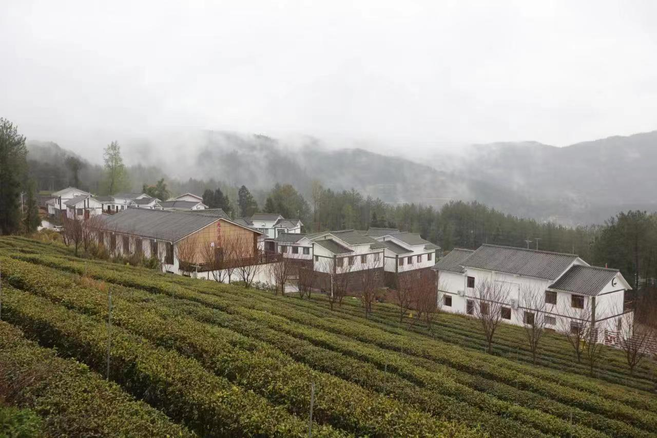 广元利州区万源文化旅游产业园_万源富硒茶园旅游_茶旅融合助推乡村振兴