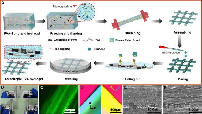 聚乙烯醇价格_仿生各向异性PVA水凝胶制备方法_动态硼酸酯键辅助聚乙烯醇水凝胶时空可控交联