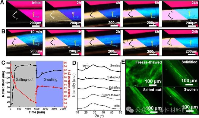 动态硼酸酯键辅助聚乙烯醇水凝胶时空可控交联_聚乙烯醇价格_仿生各向异性PVA水凝胶制备方法