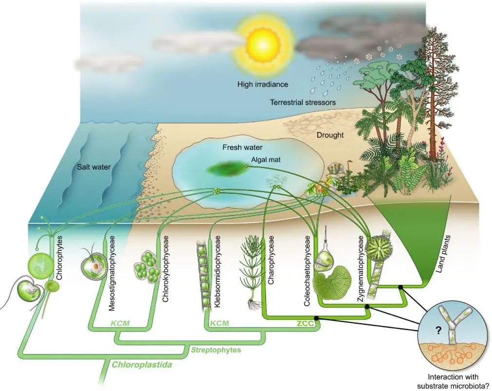 european journal of plant path_微藻光合作用效率提升_微藻在生态系统中的作用