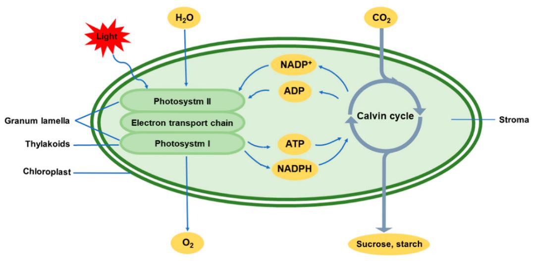 微藻在生态系统中的作用_微藻光合作用效率提升_european journal of plant path