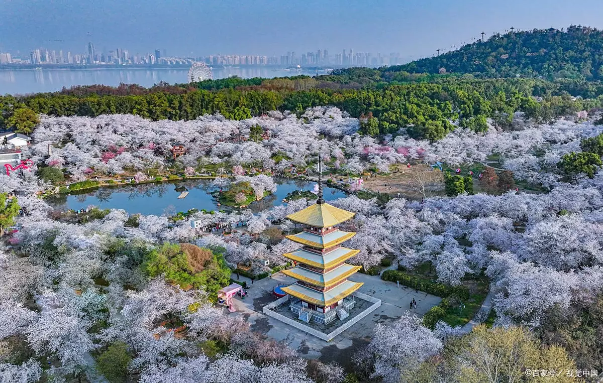 武汉樱花早开_东湖樱园赏樱攻略_武汉春季旅游景点