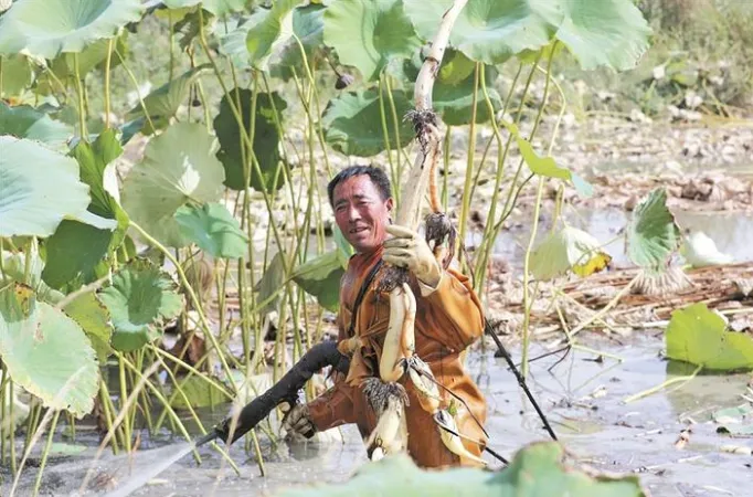 兵团农业机械化作业_新疆兵团丰收景象_新疆奇台县农民舞出丰收的喜悦图片