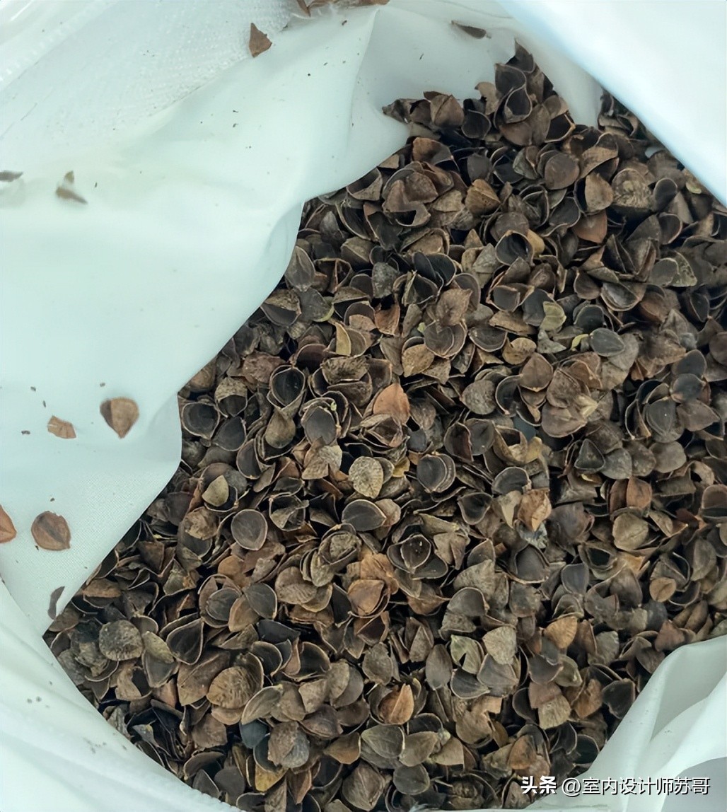 喝过的茶叶枕头的危害_劣质乳胶枕头_劣质荞麦枕头