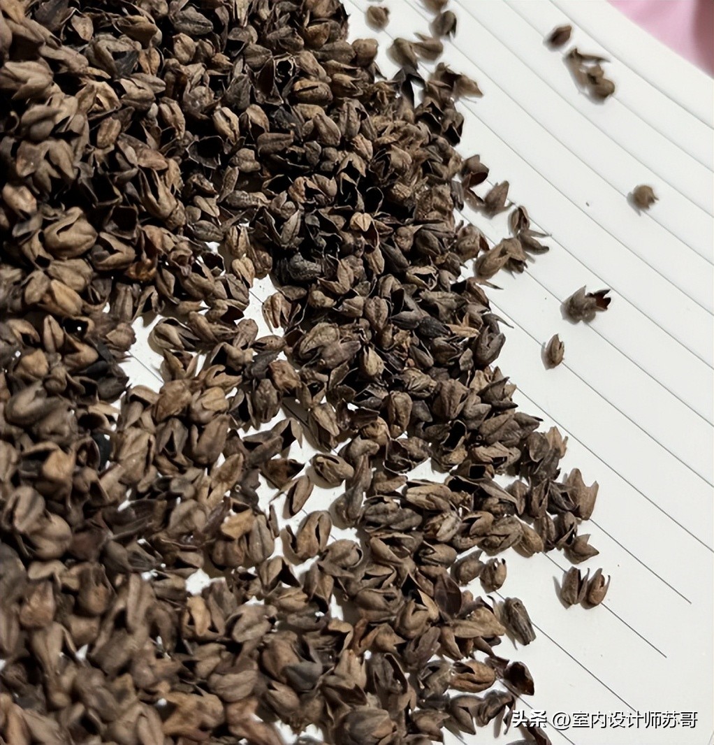 劣质乳胶枕头_喝过的茶叶枕头的危害_劣质荞麦枕头