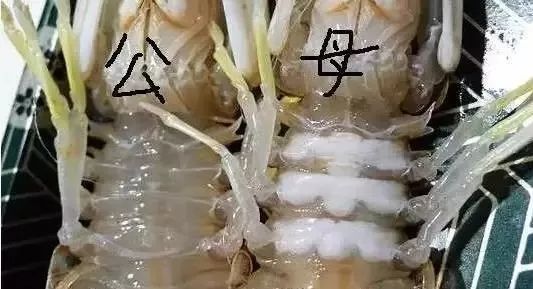 北部湾开海节 防城港海鲜市场 白浪滩旅游攻略_防城港 金滩 银滩 天堂滩 比较