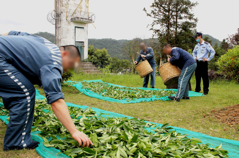 监狱文化与矫正工作研究_福建茶文化罪犯改造_茶道精神心理矫正