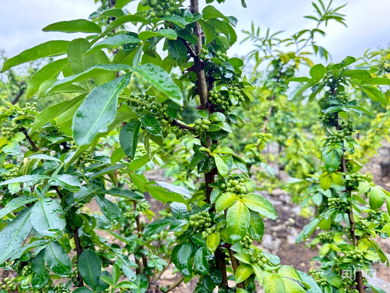 贵州安顺有什么好吃的_关岭断桥青椒鱼火锅_安顺美食攻略