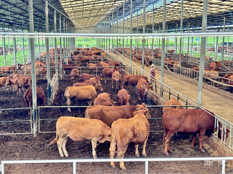 安顺美食攻略_关岭断桥青椒鱼火锅_贵州安顺有什么好吃的