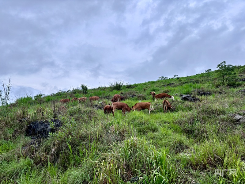 安顺美食攻略_贵州安顺有什么好吃的_关岭断桥青椒鱼火锅