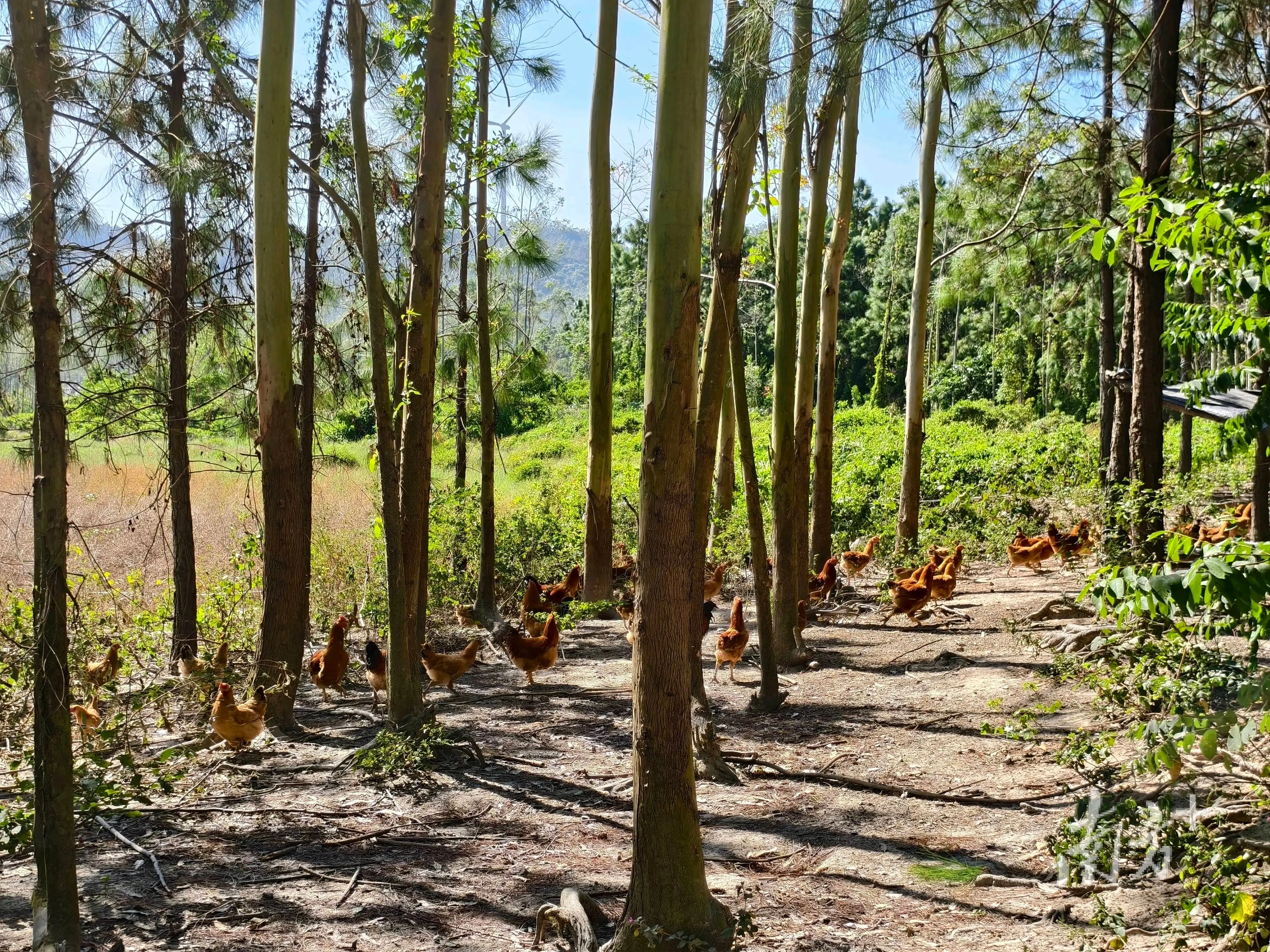 林下养殖生态模式_那龙镇生态养殖模式_阳东那龙镇林下溜达鸡