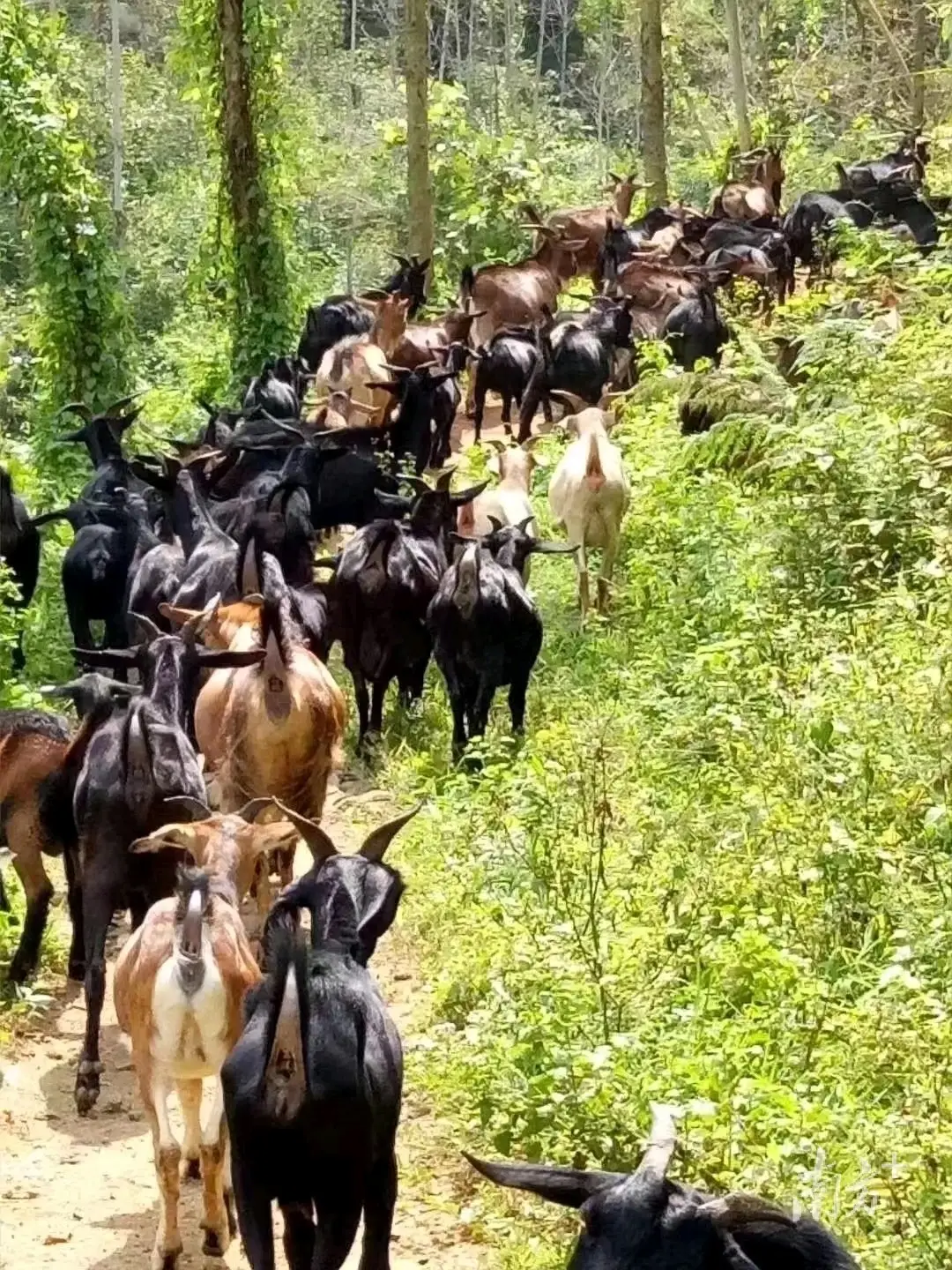 林下养殖生态模式_那龙镇生态养殖模式_阳东那龙镇林下溜达鸡