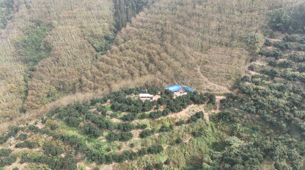 红河哈尼族彝族自治州河口县林下鸡养殖_林下养殖生态模式_南溪镇溪东社区下寨小组生态鸡养殖基地