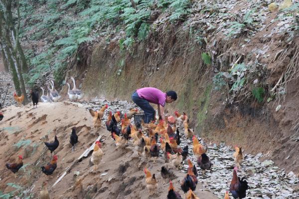 南溪镇溪东社区下寨小组生态鸡养殖基地_红河哈尼族彝族自治州河口县林下鸡养殖_林下养殖生态模式